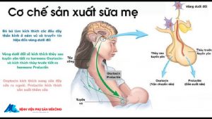 Cơ chế tạo sữa mẹ