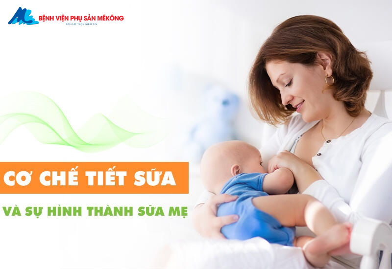 Cơ chế tạo sữa mẹ