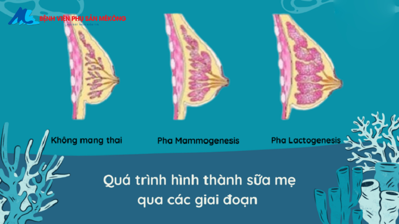 Cơ chế tạo sữa mẹ